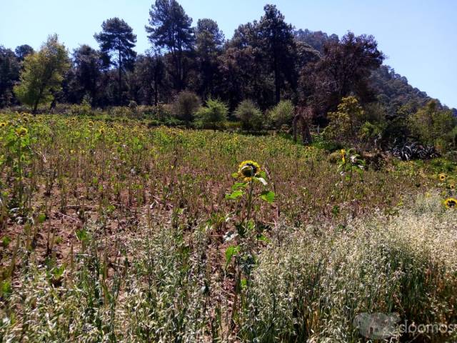 Terreno 12,500 mts2, Amanalco, Valle de Bravo