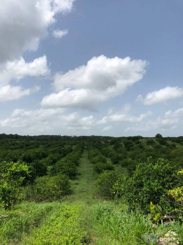 En Venta Rancho Agrícola en Producción de Limón Persa